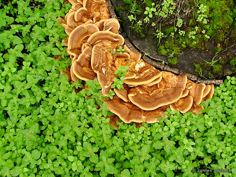 this is a forest of mushrooms growing on the ground