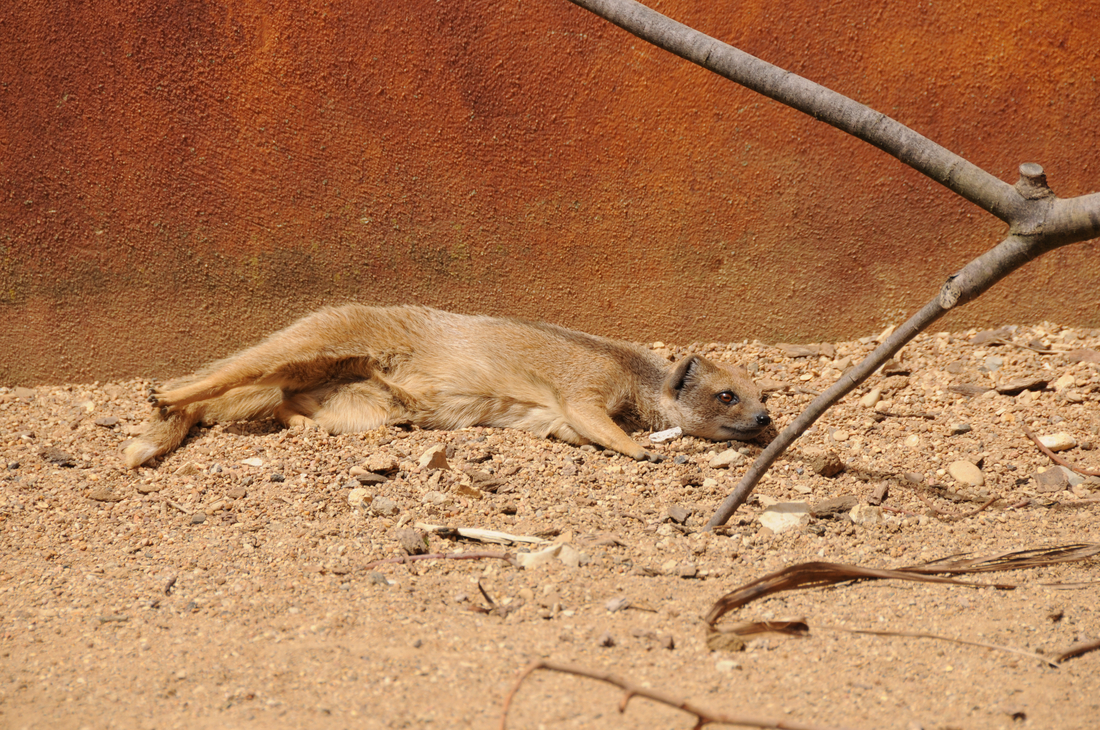 a brown and white dog lies down in sand under a tree