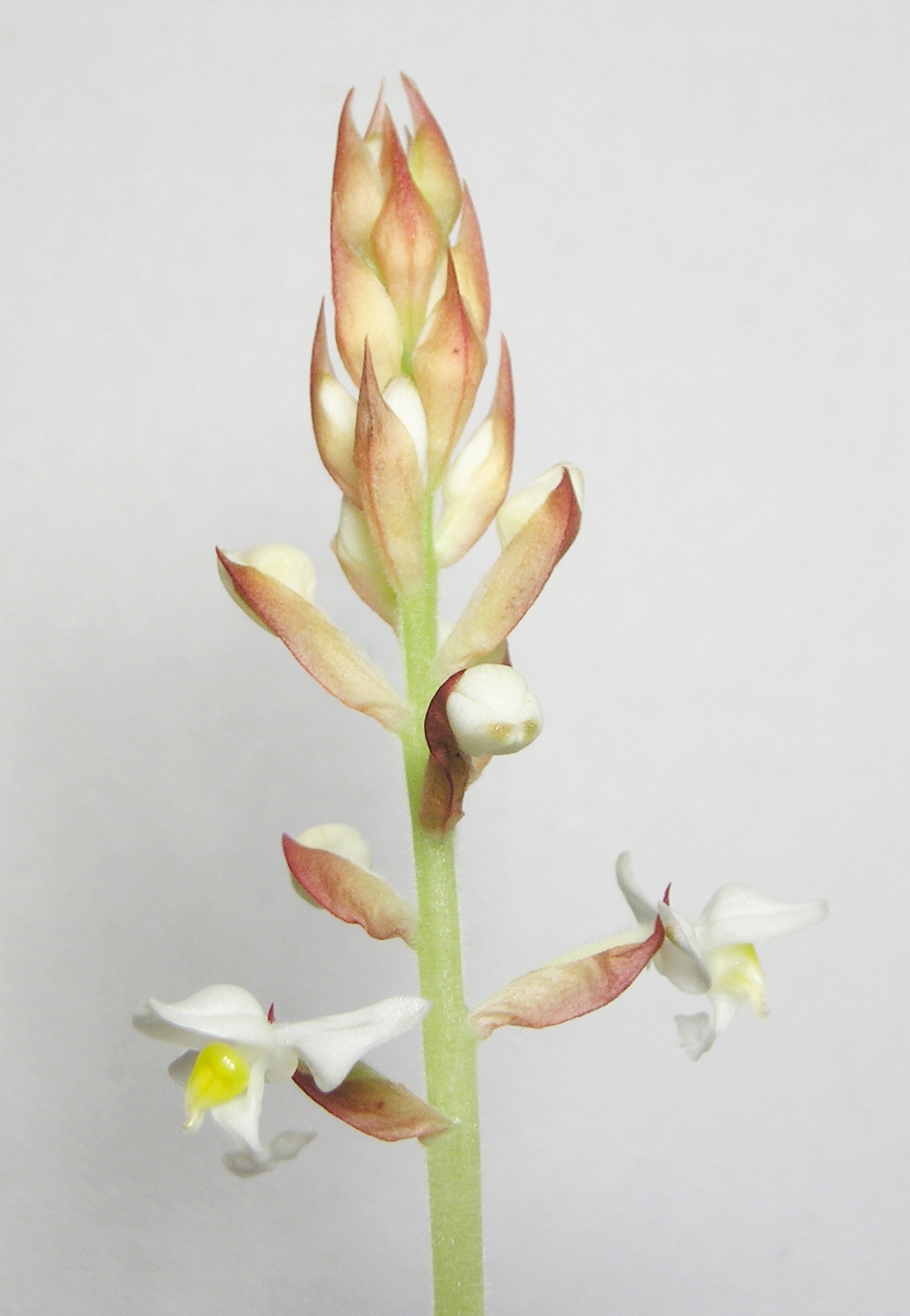 an image of flower buds on the stem