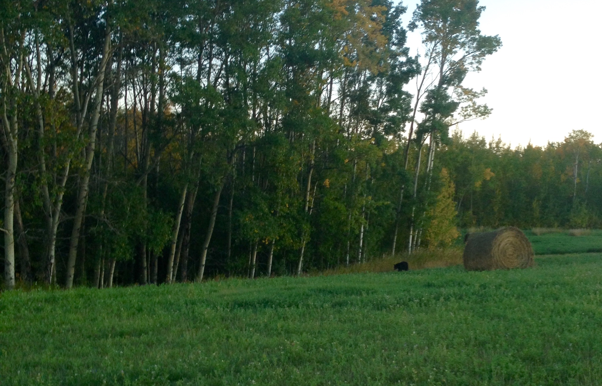 a grassy field with trees and a bale of hay
