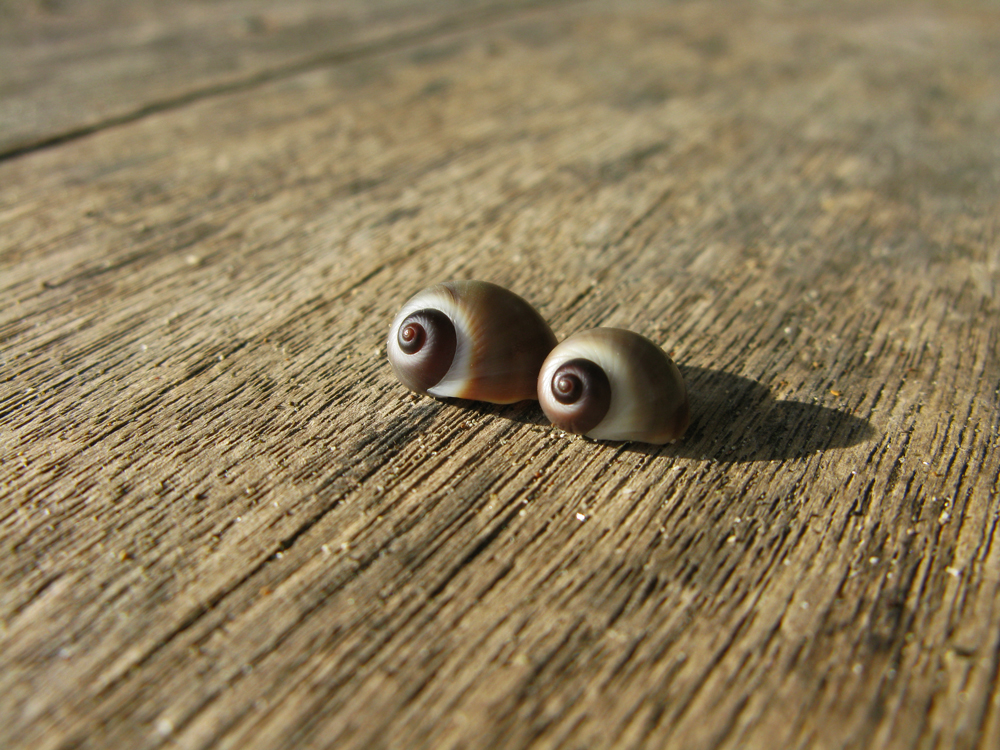 there are two snails on the table together