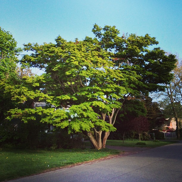 the tree in front of the house has very thick leaves