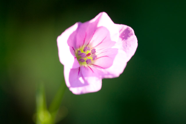 pink flower in the sun shining brightly