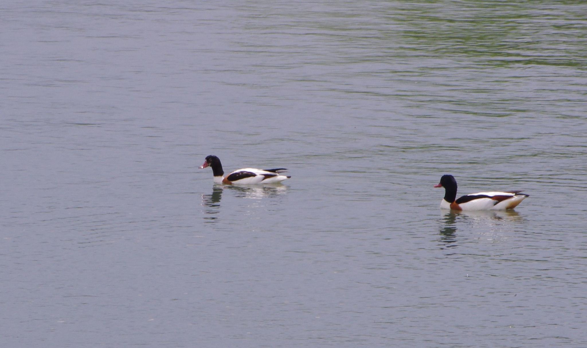 a couple of geese floating on top of a river