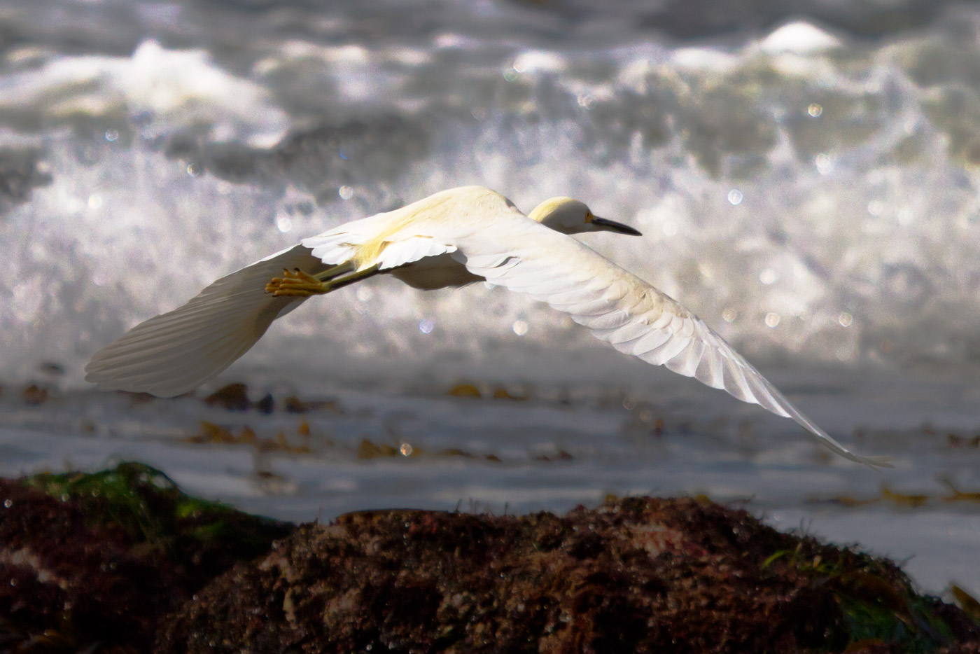 a bird with it's wings open flying low to the ground near some waves