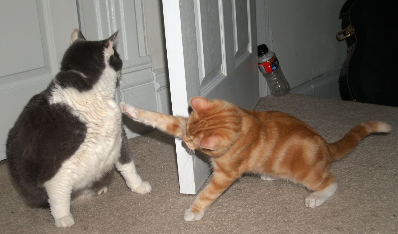 the cats are fighting in front of the door