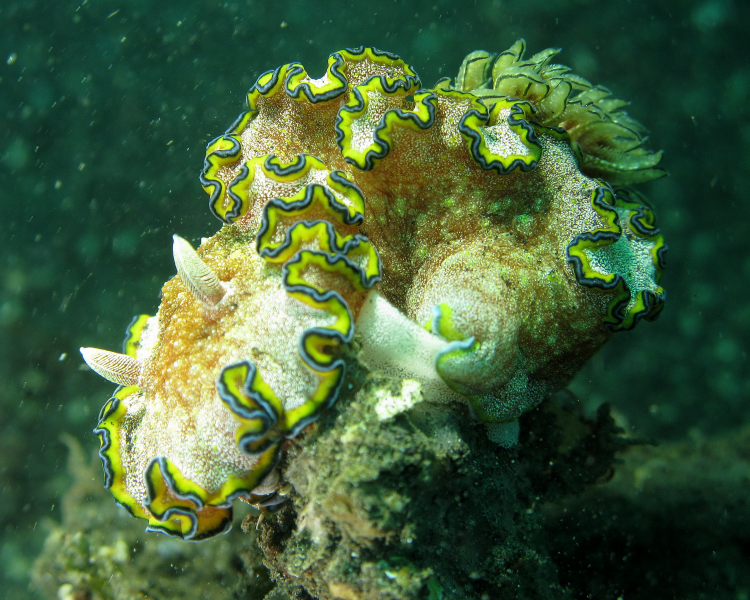 a couple of sea animals sitting on top of a coral
