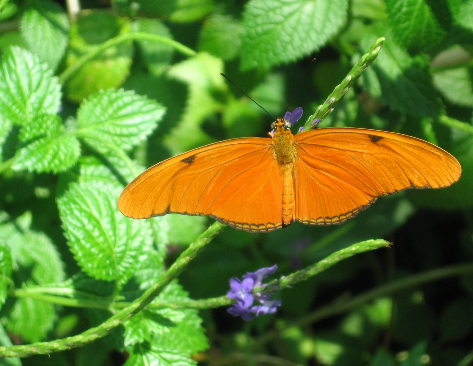 a erfly sitting on a plant in the grass