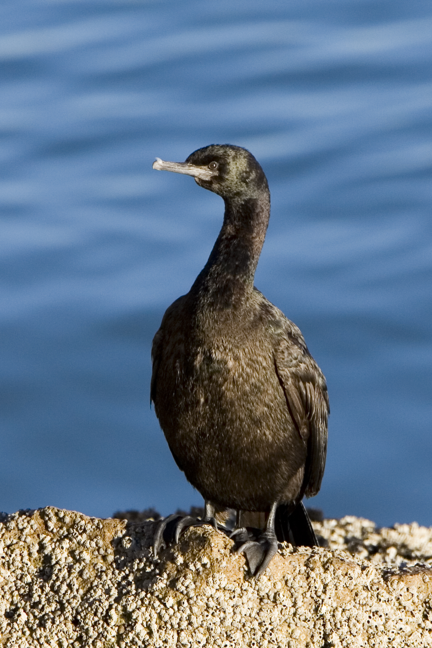 a bird with a short beak is standing on the edge of a cliff