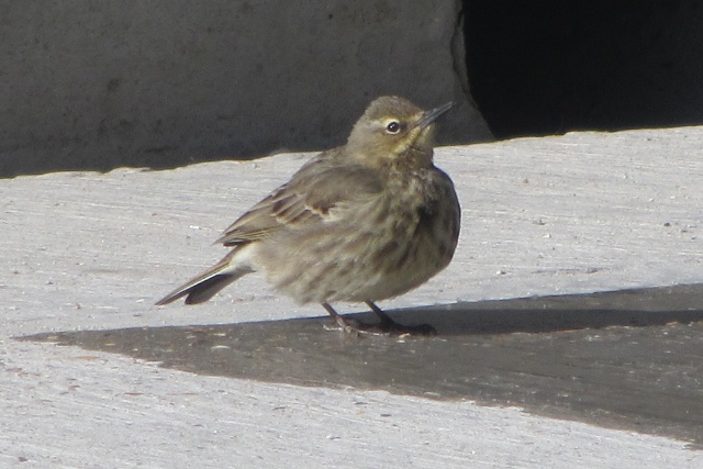 a small bird with very large beak stands near the edge of the concrete