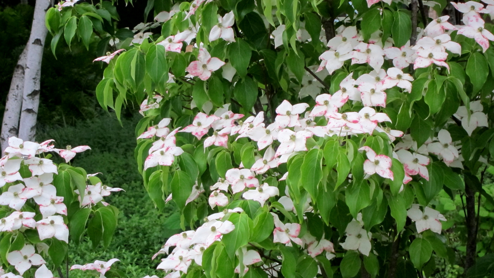 a flowering tree with white flowers and green leaves