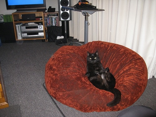 black cat sitting in bean bag chair with floor carpet