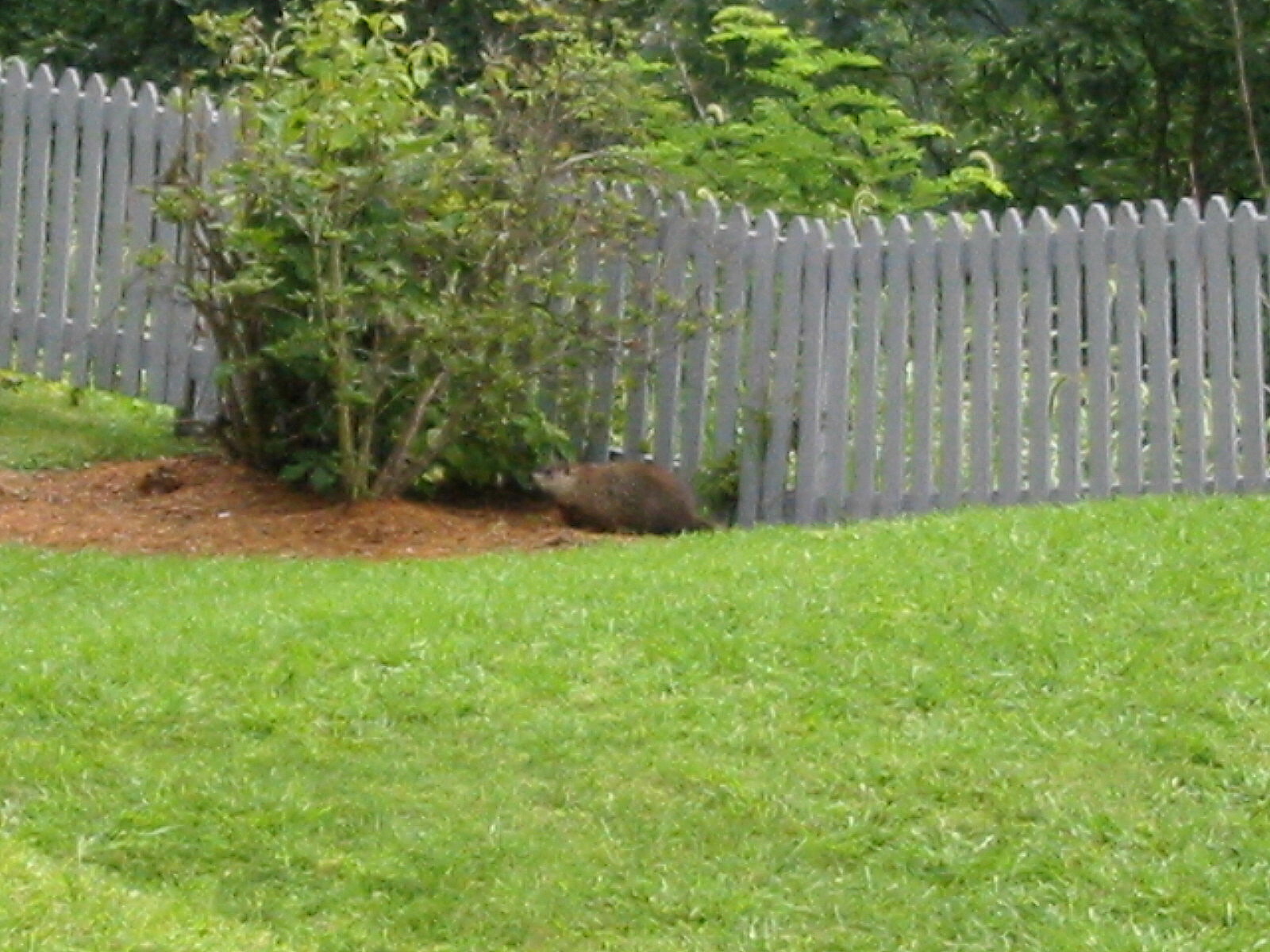 a squirrel hiding behind a gray picket fence