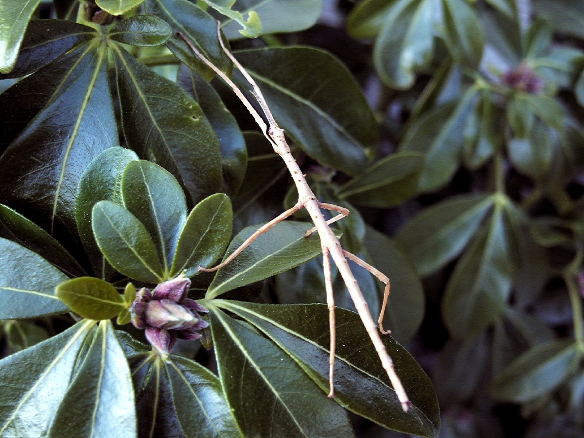 the large leaf and nch of a bush