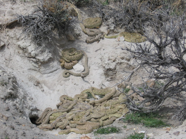rocks and plants that have been dug into a dirt slope