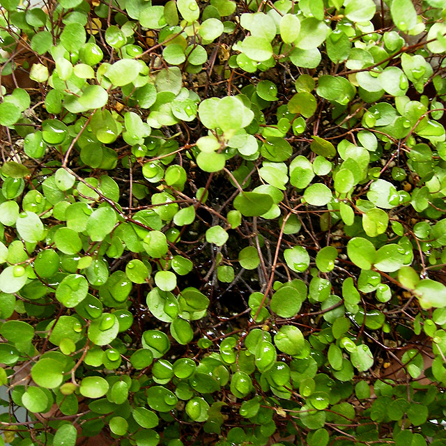 small green plants with tiny leaves in the bush