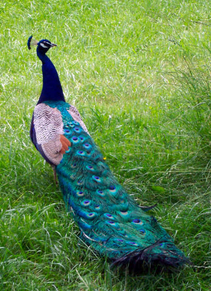 a peacock in the grass is walking around