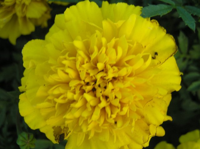 a closeup of some yellow flowers on green leaves