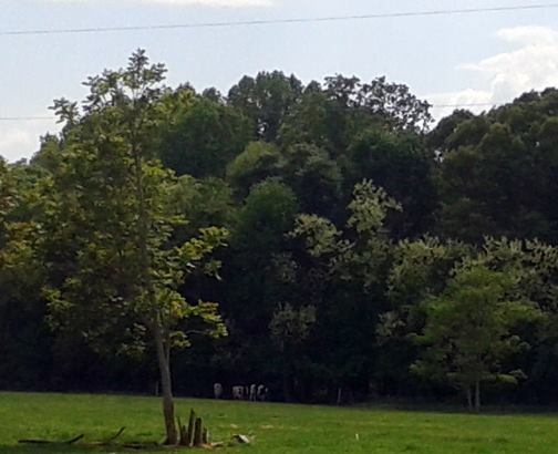 a small herd of sheep stand in a field next to some trees