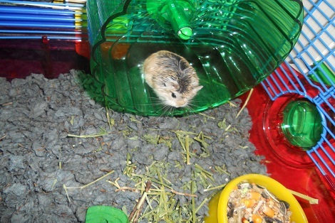 a hamster that is inside a bottle and gravel