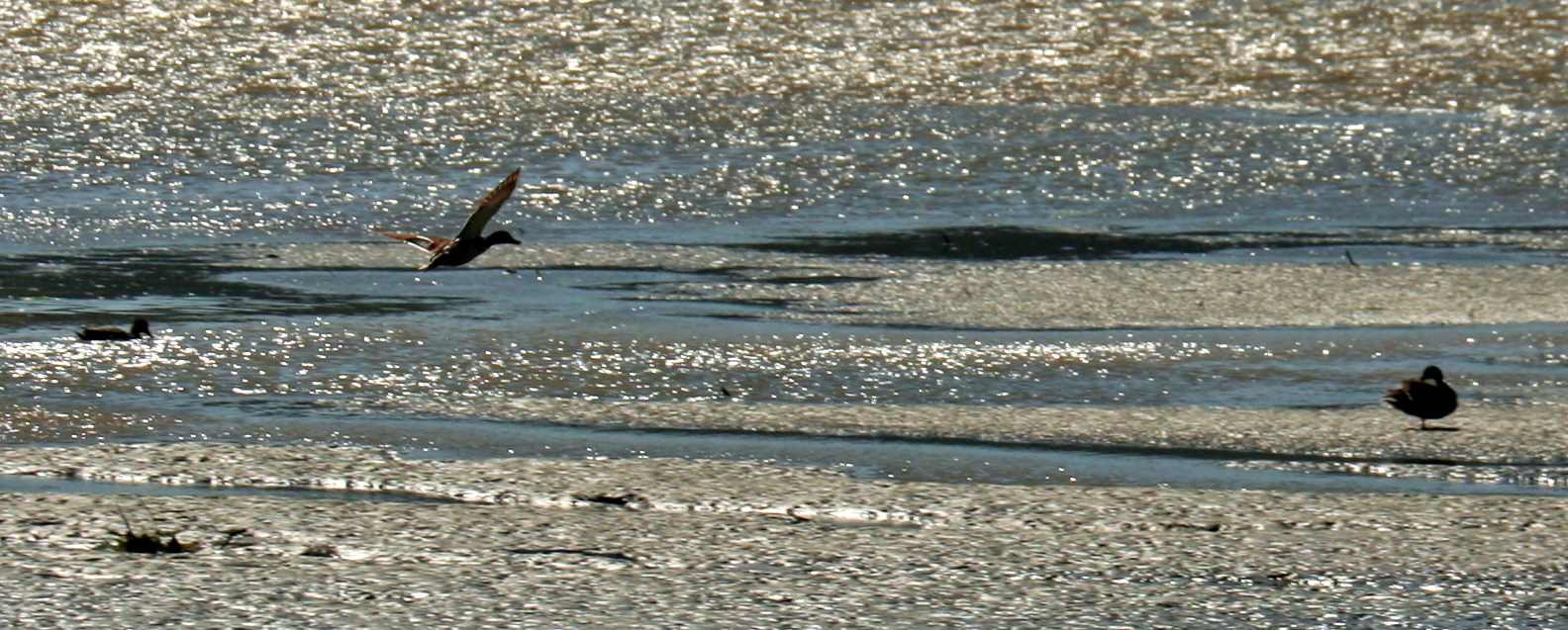 two birds that are standing in some water