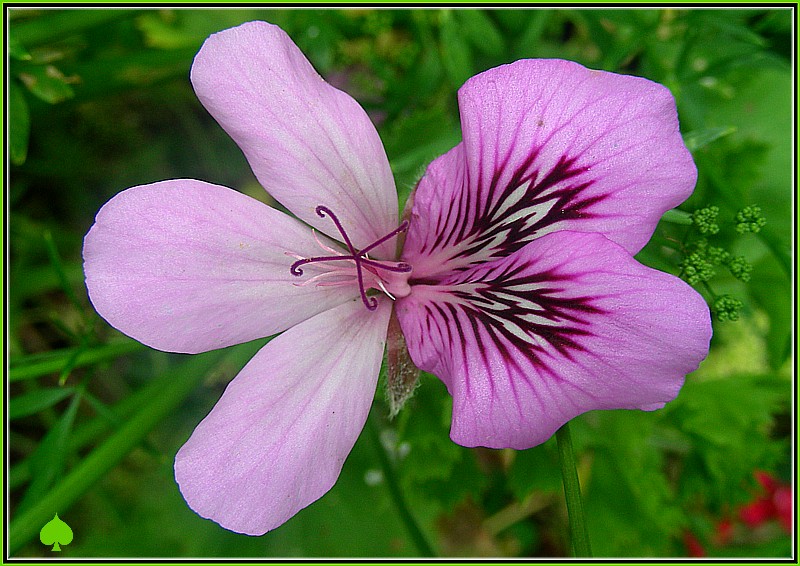 an old po of a flower with its petals showing