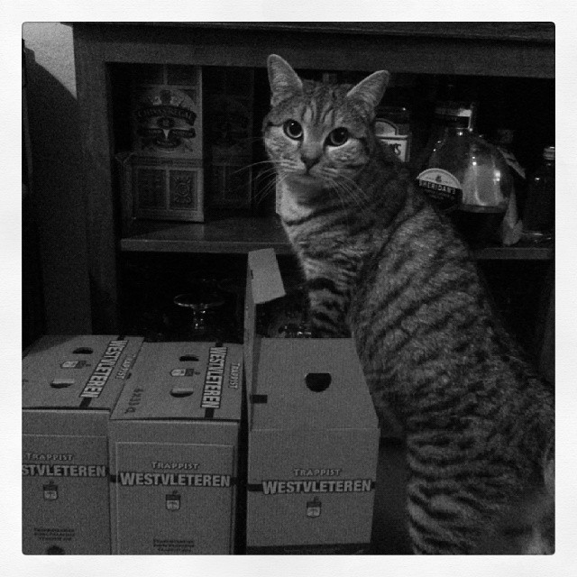 a cat on its hind legs and looking up while standing next to boxes