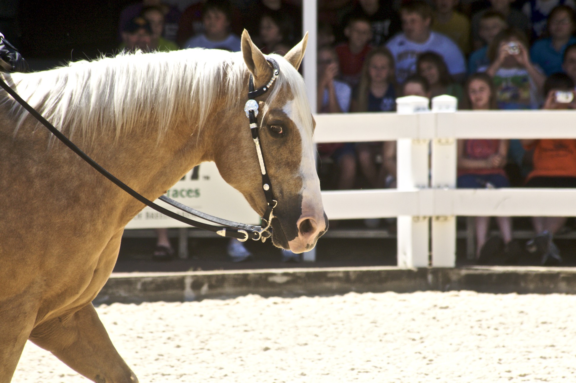 a horse is walking on sand as people watch