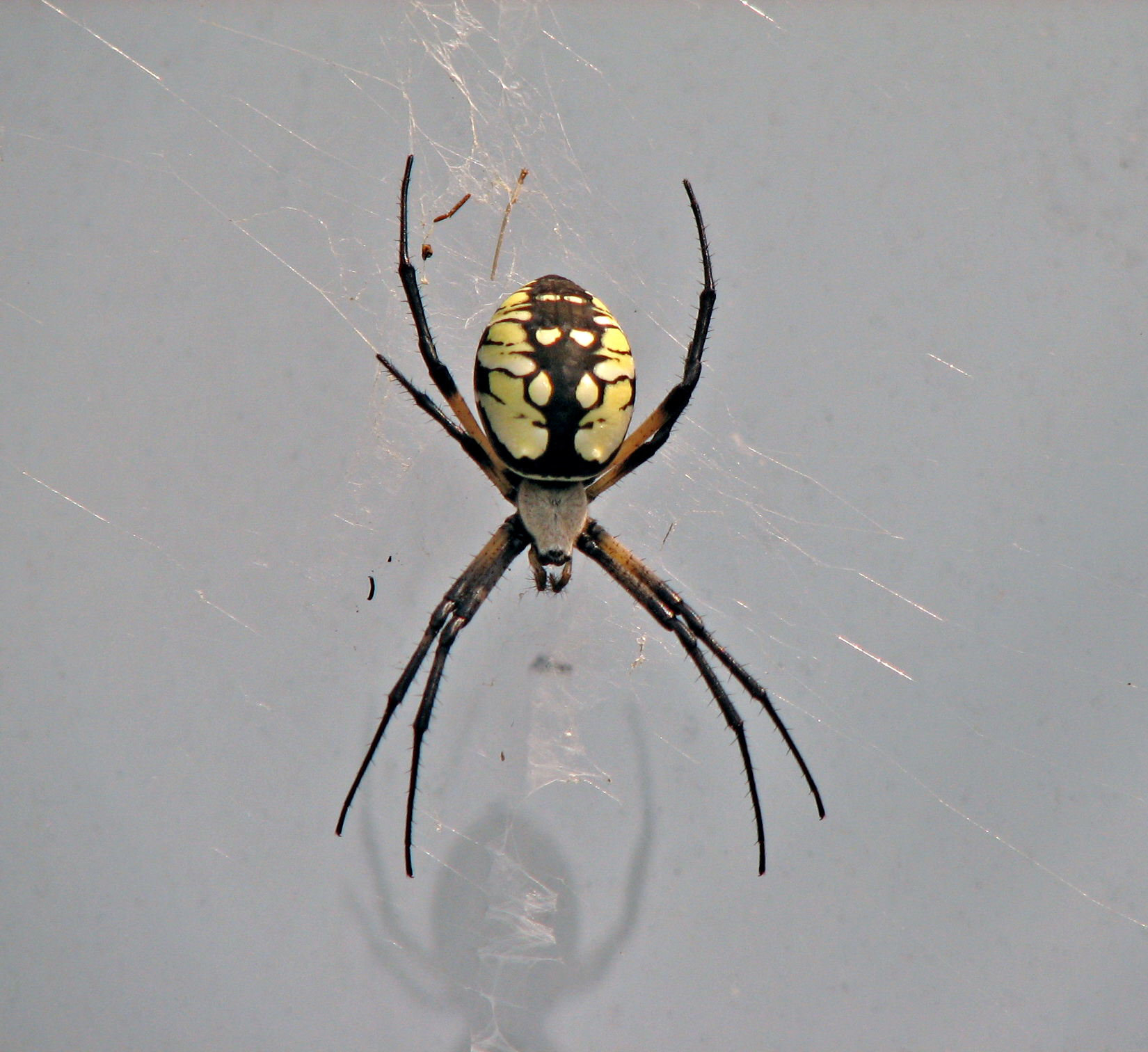 a close up of a spider with a circular pattern on it's back