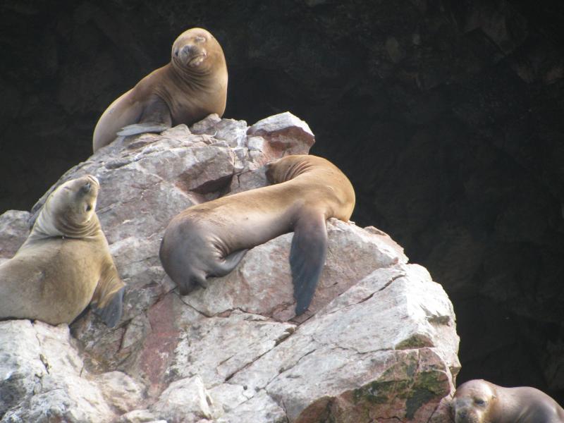 a seal resting on a rock and a group of others rest