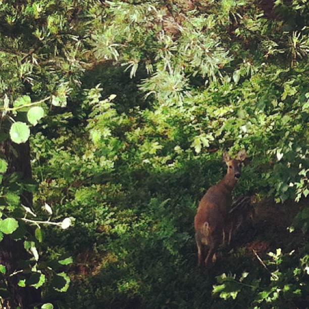 a deer in the forest looks down from the tall trees