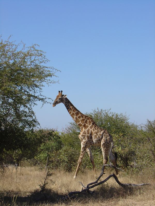 giraffe running in open grassy area, with trees in the background