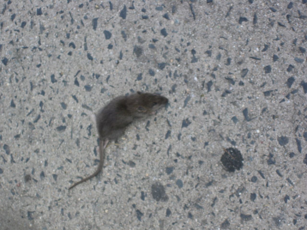 a small mouse on the street in front of a bus