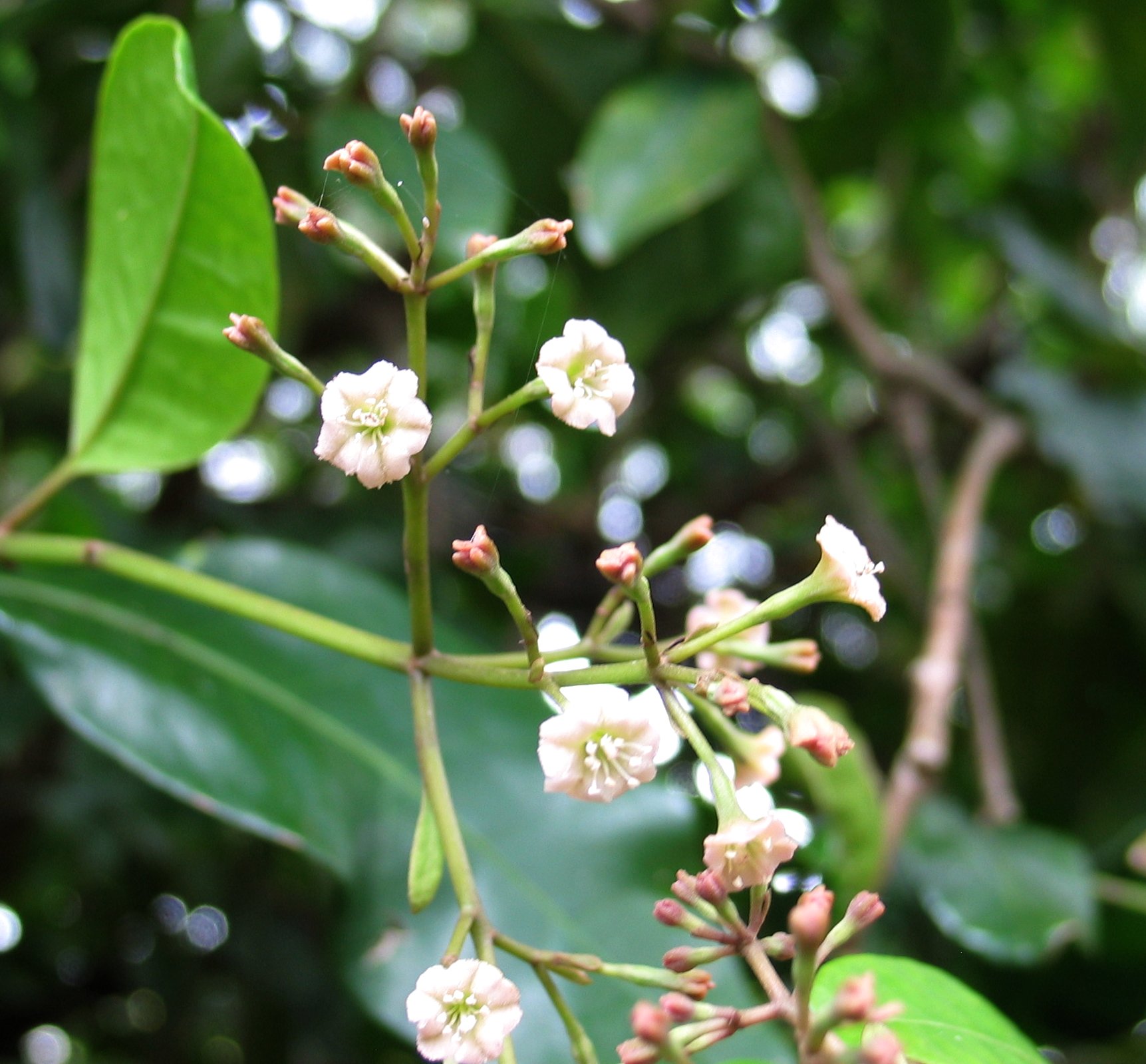 small white flowers on the stem of an orange tree