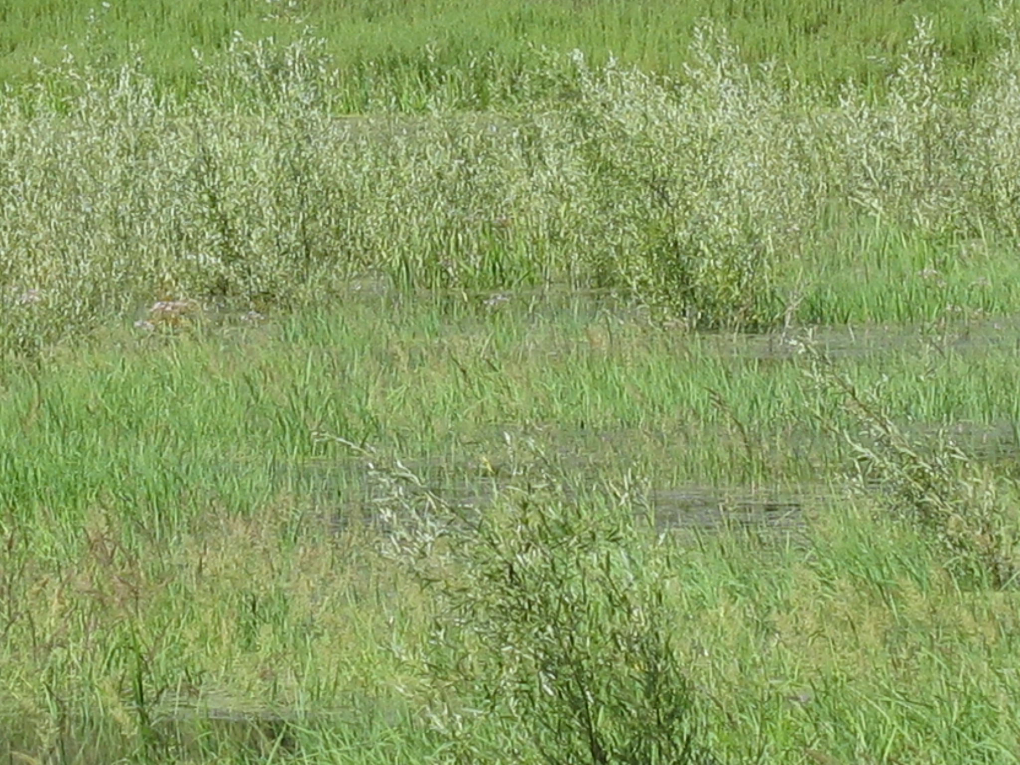 the two sheep are in the tall grass