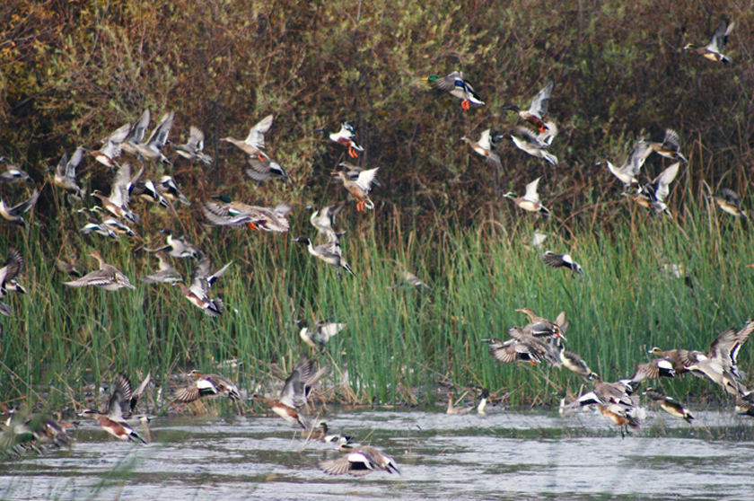 many ducks are flying around some reeds