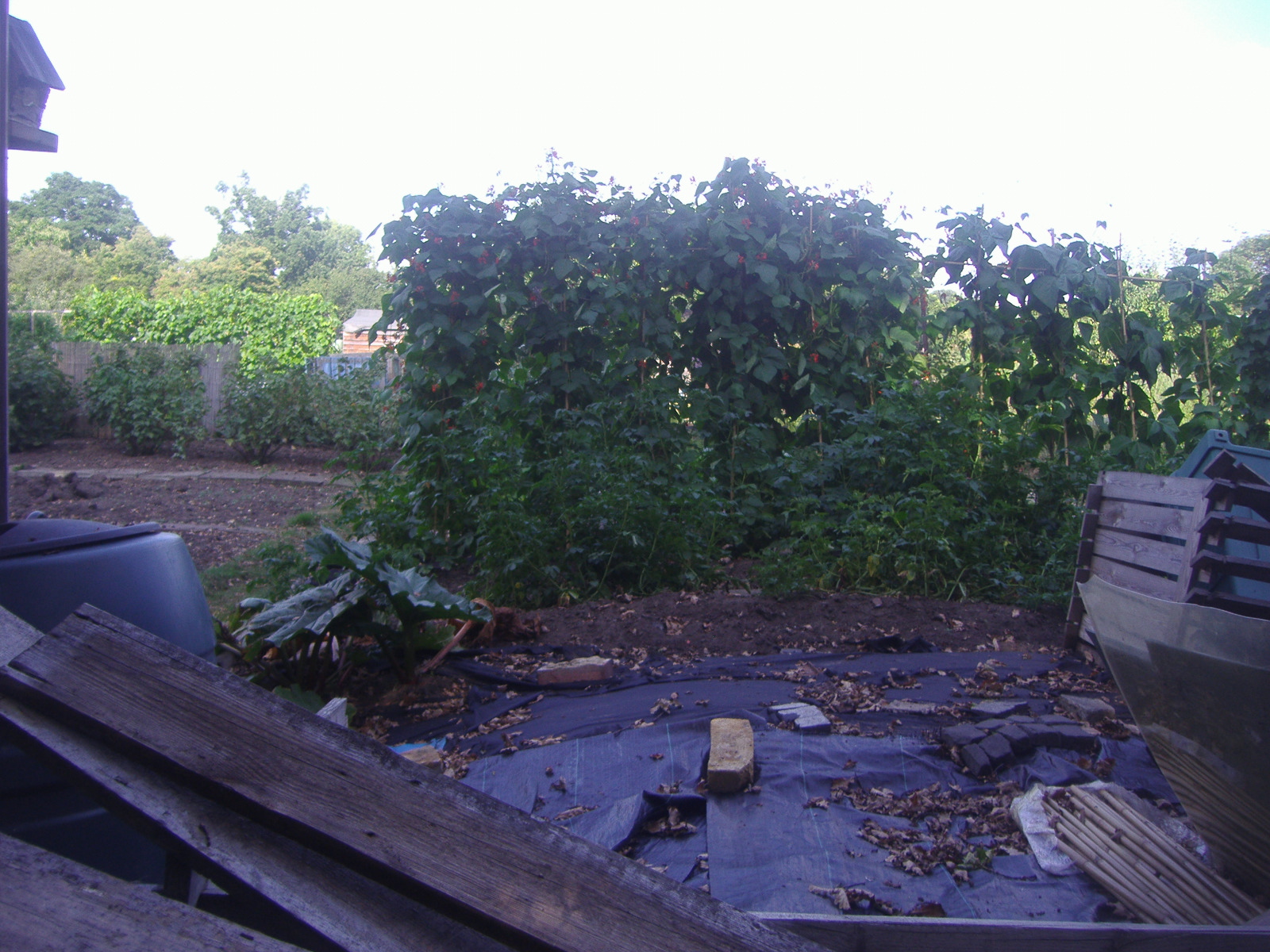 a dilapidated, small back yard with lots of debris