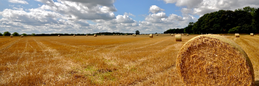 a large wheat field has been harvested by a farmer