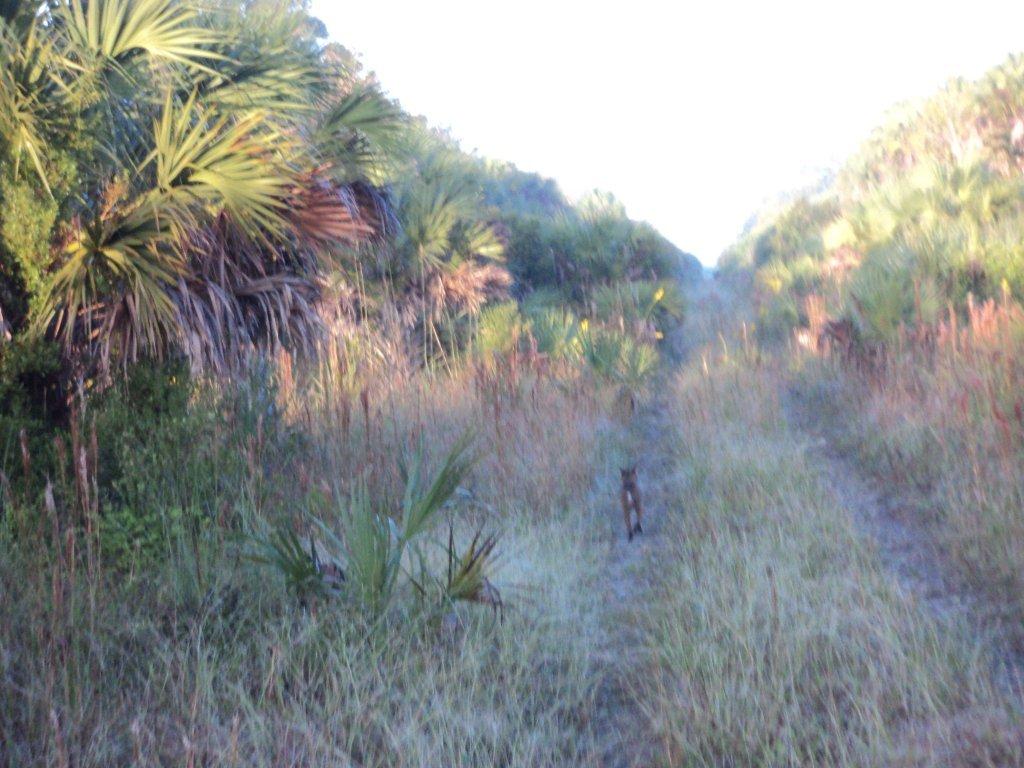 a pathway through some trees and grass