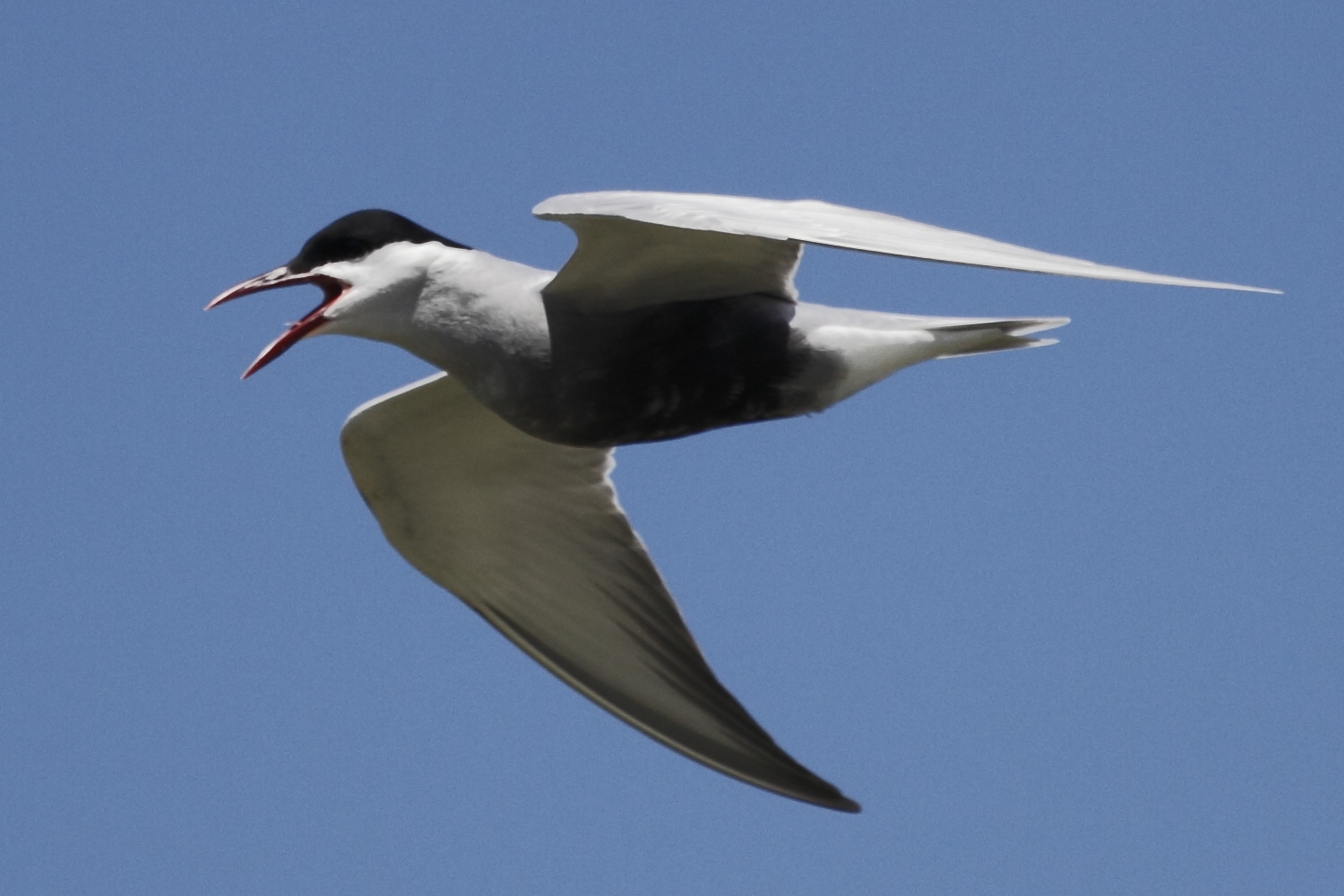 a large white and black bird flying through a blue sky