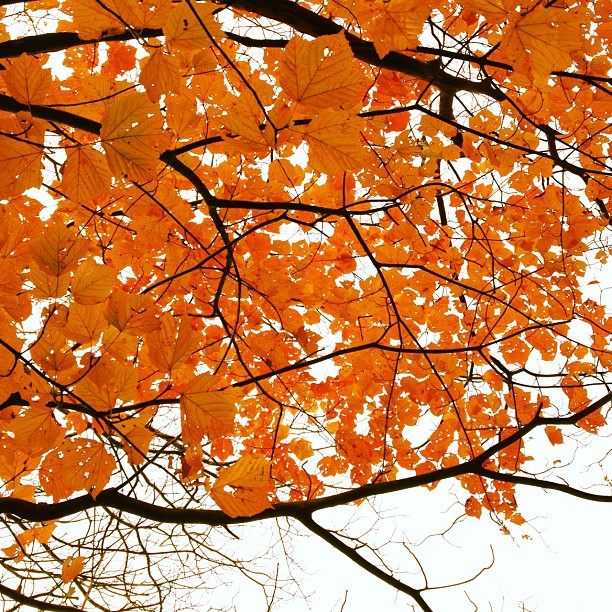 a leafy tree with yellow leaves on a white sky