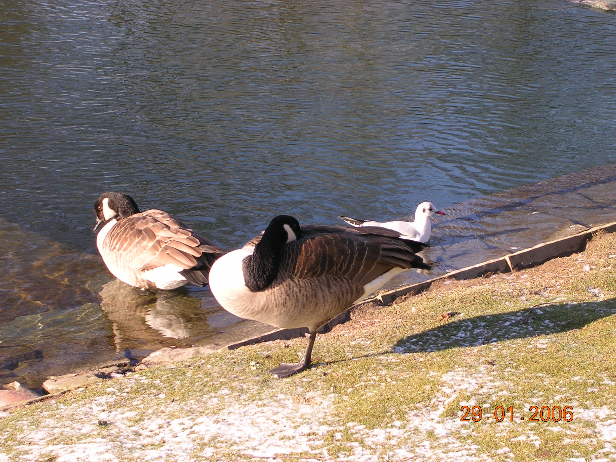 two geese are walking along a small body of water
