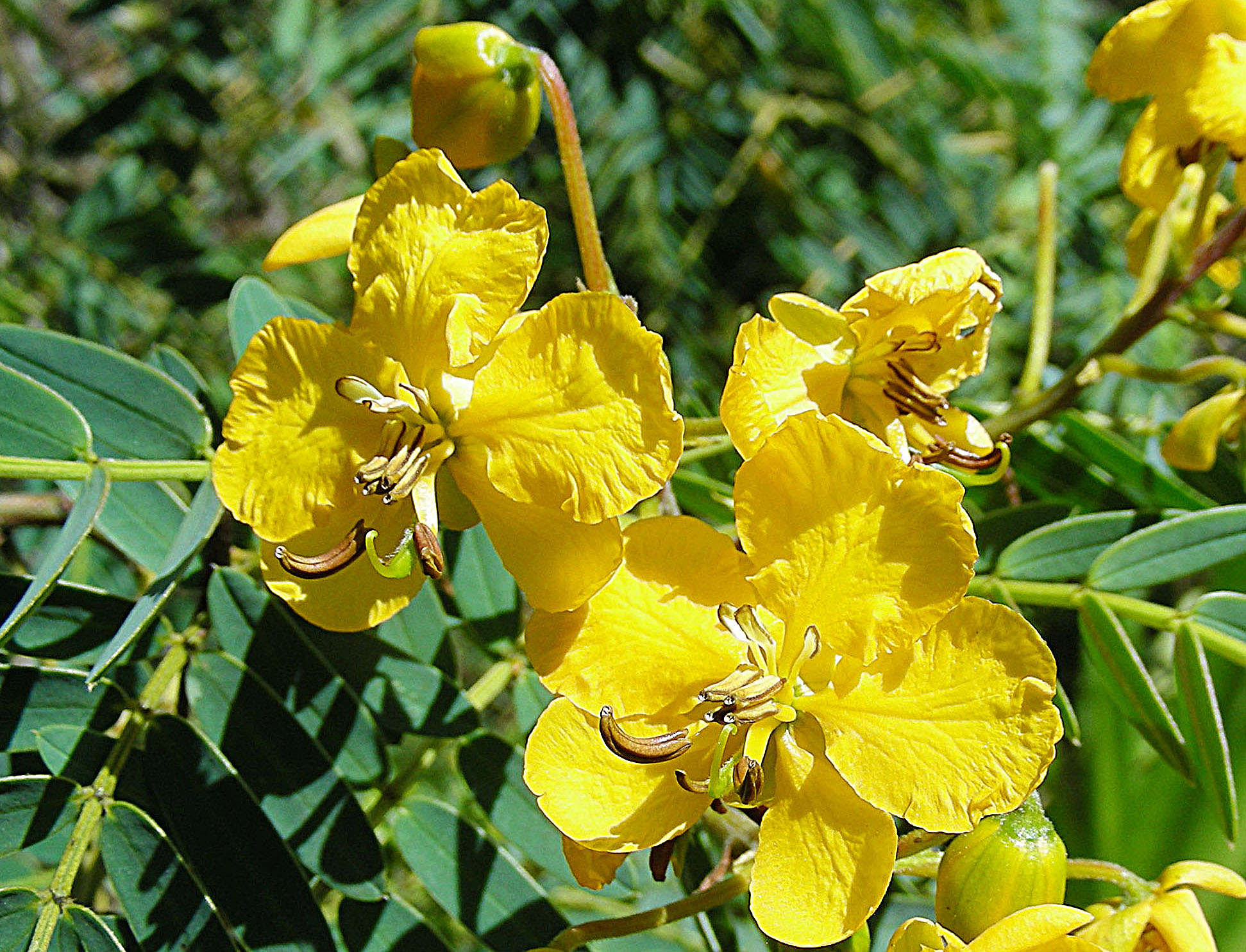 yellow flowers blooming in the wild in the forest