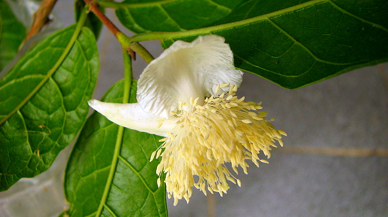 a close up of the center flower of a tree