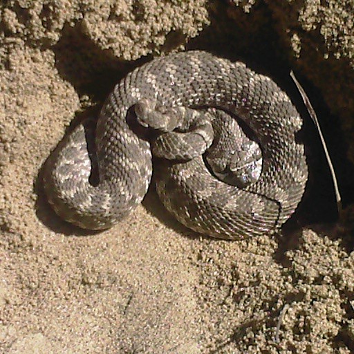 a rattle curled up on a bed of sand