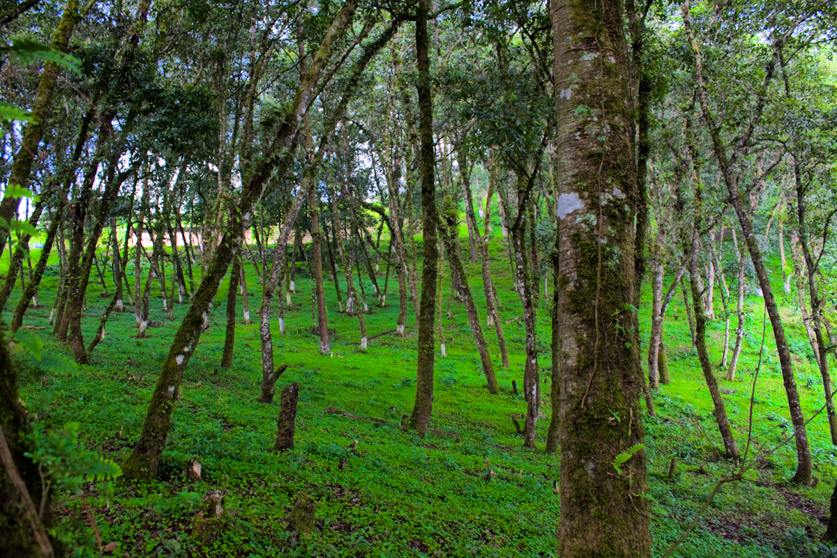 a lush green forest with lots of trees