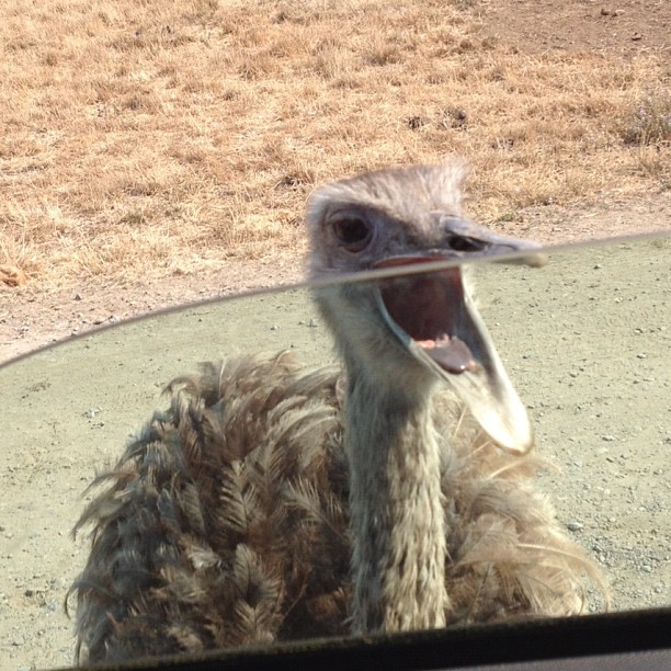 an ostrich that is sitting in the dirt