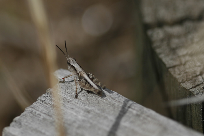 a very pretty brown insect on a wooden plank