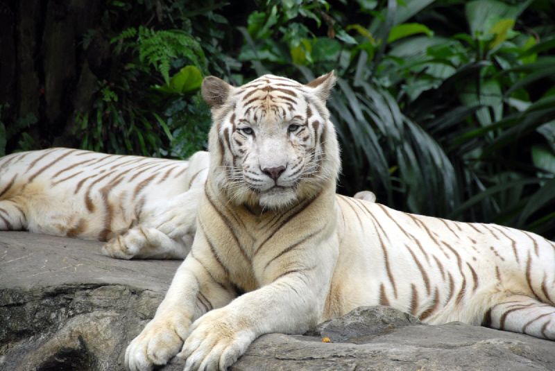 a white tiger laying on the rocks of an enclosure
