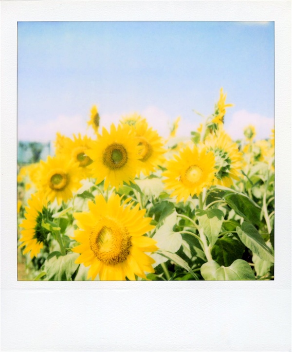 a polaroid pograph of sunflowers in a field